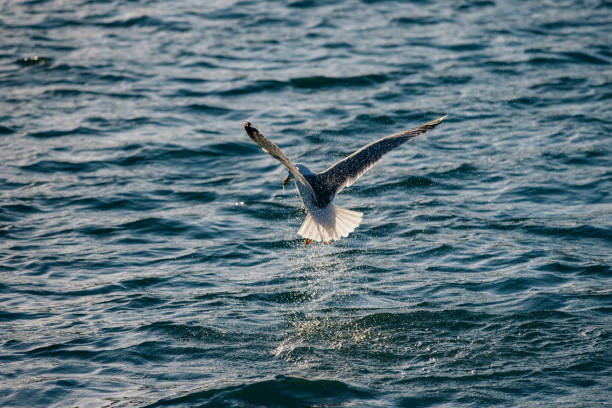 Seagull Bird Catching Fish in the Sea