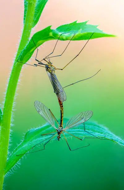 Female and a male mosquito nephrotoma mate under a leaf of grass