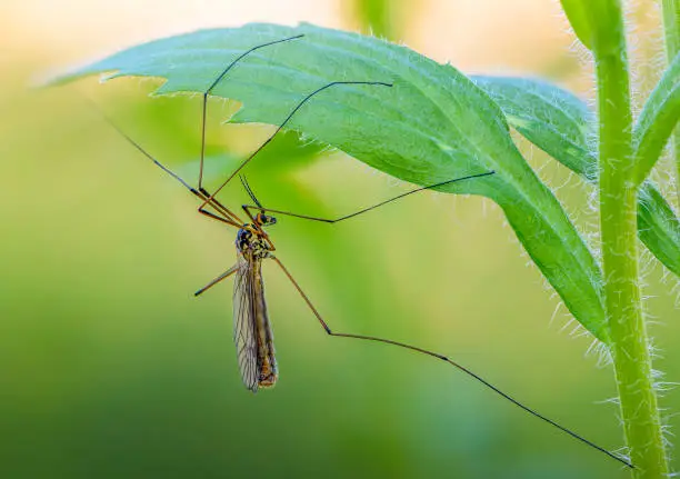 A female mosquito nephrotoma with long legs hid under a leaf of grass