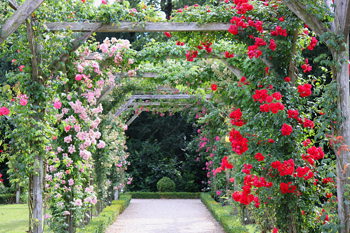 Pink and red climbing roses in a series of square archways captured on a sunny summer day.