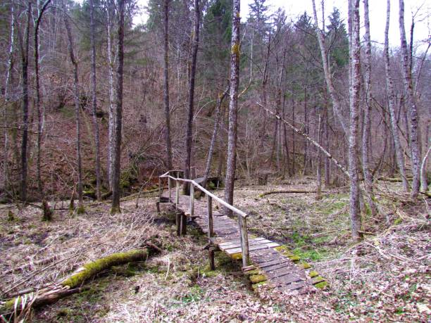 istock Wooden pathway crossing a swam 1316757534