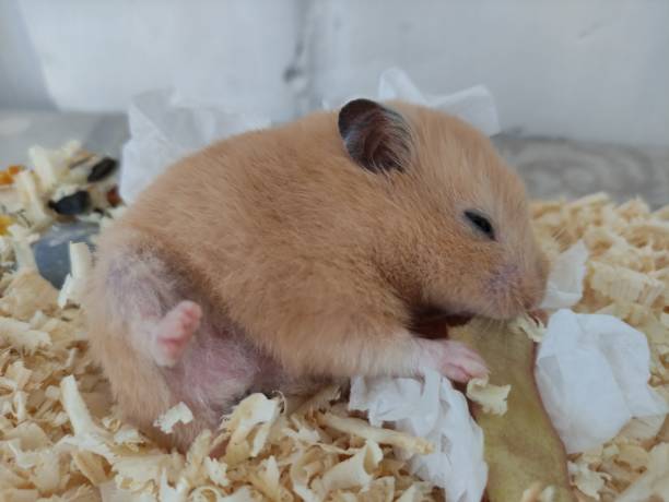 istock Sleepy hamster leat with lifted leg 1316758553