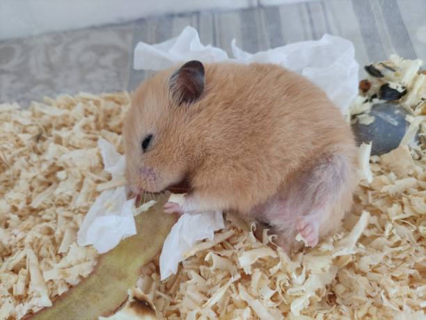 istock Sleepy hamster leat with lifted leg 1316758569