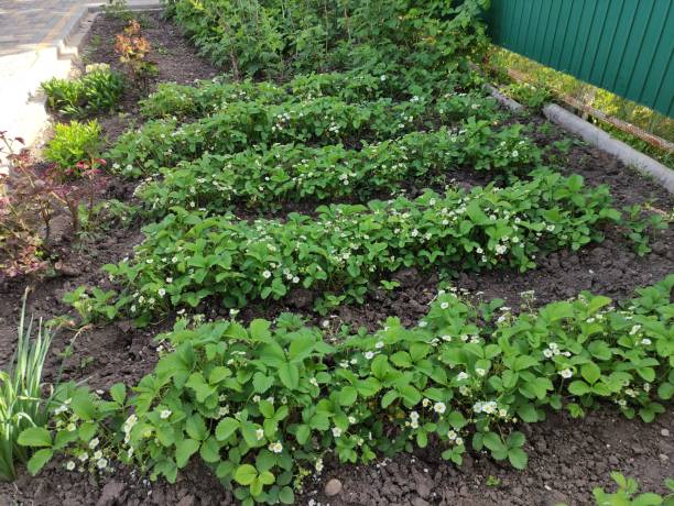 Как ухаживать за ремонтантной клубникой весной?