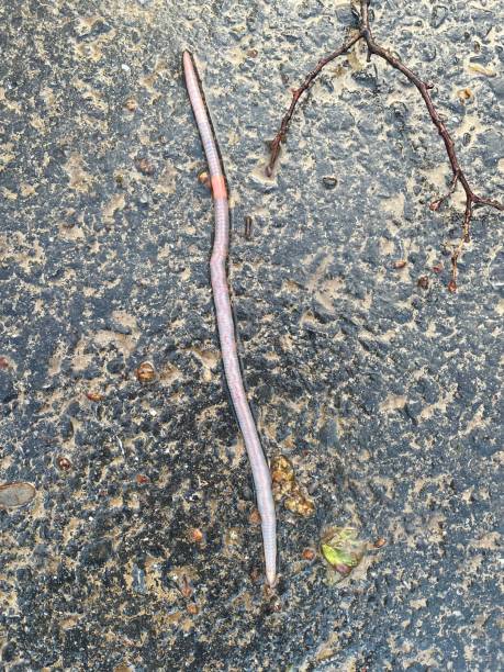 istock close up of an earthworm in rain 1316760557