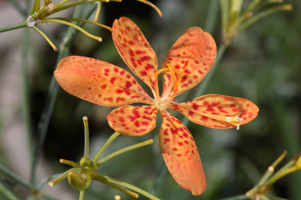 Leopard Flower also called blackberry lily Belamcanda chinensis Leopard Flower also called blackberry lily Belamcanda chinensis belamcanda chinensis stock pictures, royalty-free photos & images