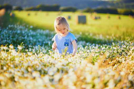 Adorable toddler girl amidst green grass and beauitiful daisies on a summer day. Little child having fun outdoors in the countryside. Kid exploring nature