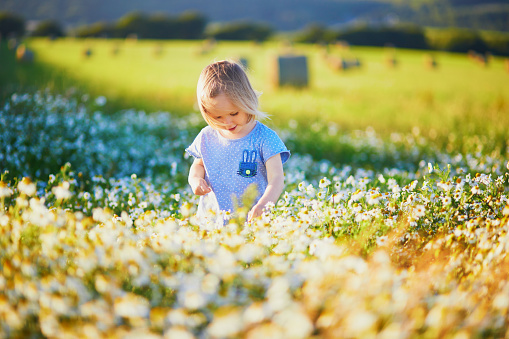 Adorable toddler girl amidst green grass and beauitiful daisies on a summer day. Little child having fun outdoors in the countryside. Kid exploring nature