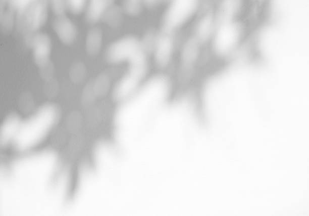 istock Leaves natural shadow overlay on white texture background, for overlay on product presentation, backdrop and mockup, summer seasonal concept 1316760700