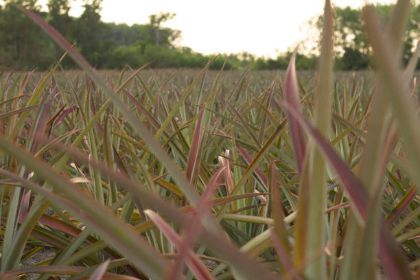 istock pineapple farm tropical fruit growing in thailand with sunlight 1316761315
