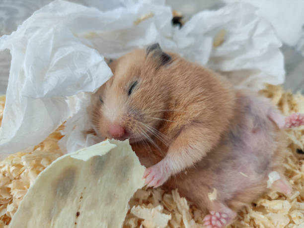 istock Sleepy hamster lie on back and eat with a closed eyes, close-up 1316761367