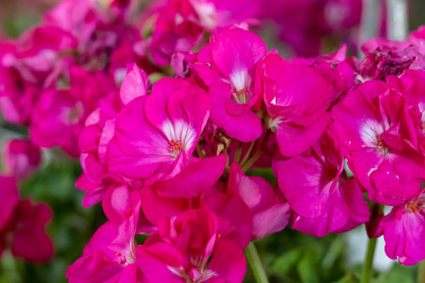 istock Bright pink ivy geranium (Pelargonium peltatum) in a garden. Also called  ivy-leaved pelargonium and cascading geranium.. 1316761399