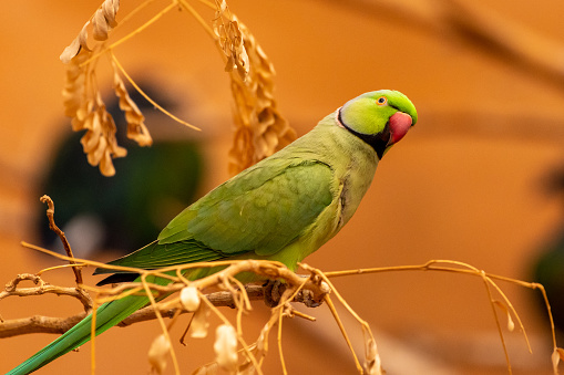 A close up of a Rose-Ringed Parakeet (Psittacula krameri) in a tree branch.