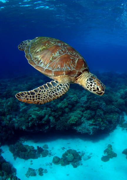 tortuga marina. - apo island fotografías e imágenes de stock