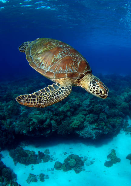 морская черепаха. - apo island стоковые фото и изображения