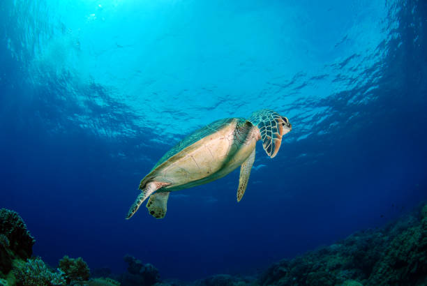 Sea Turtle. Green Turtle - Chelonia mydas. Underwater world of Apo Island, Philippines. apo island stock pictures, royalty-free photos & images