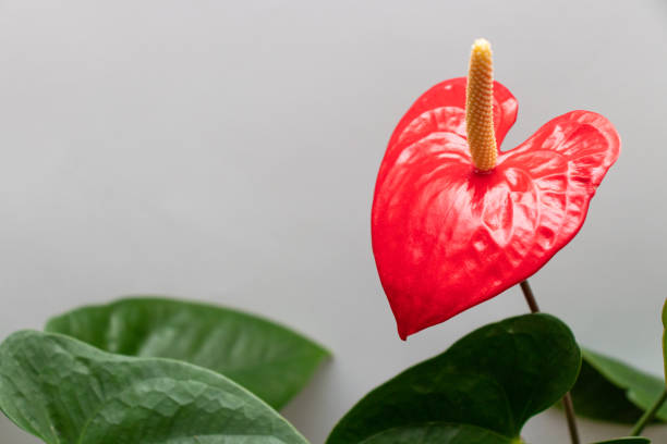istock Flower in a shape of heart. 1316763564