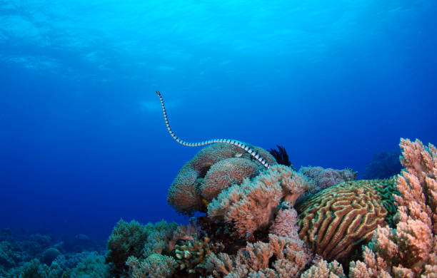 serpiente marina. - apo island fotografías e imágenes de stock