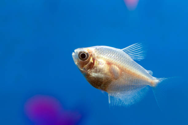 istock Pink fish Ternezia. Gymnocorymbus ternetzi 1316765070