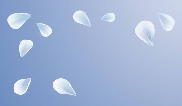 istock White Blue sakura flying petals isolated on light Blue gradient background. Petals Roses Flowers. Vector 1316765084