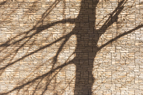 istock The shadow of the tree falls on the stone wall. 1316765609