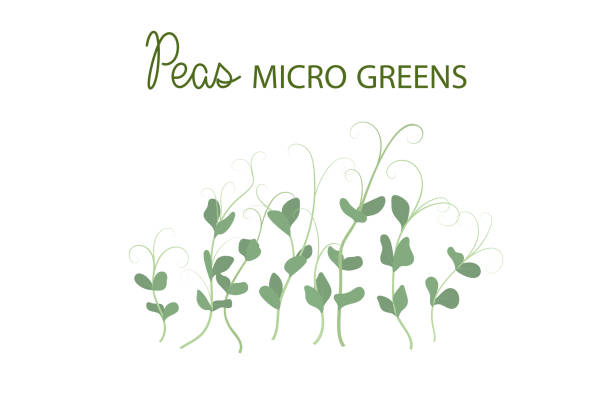 ilustrações de stock, clip art, desenhos animados e ícones de hand drawn peas microgreens. healthy food. pea sprouts with green leaves isolated on white background. - ervilha