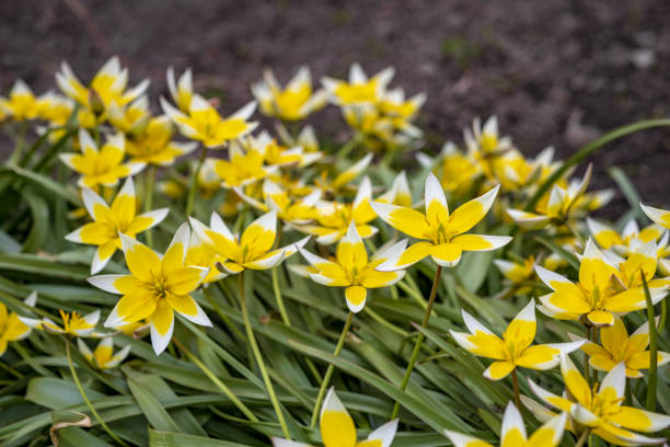 Yellow Tarda Tulip or Star Tulip in a macro closeup. Flowers series tulipa tarda stock pictures, royalty-free photos & images