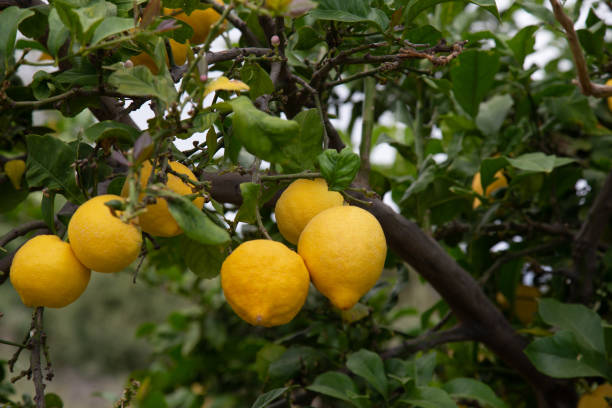 istock Candid lemon tree branch growing at the organic household. 1316766542