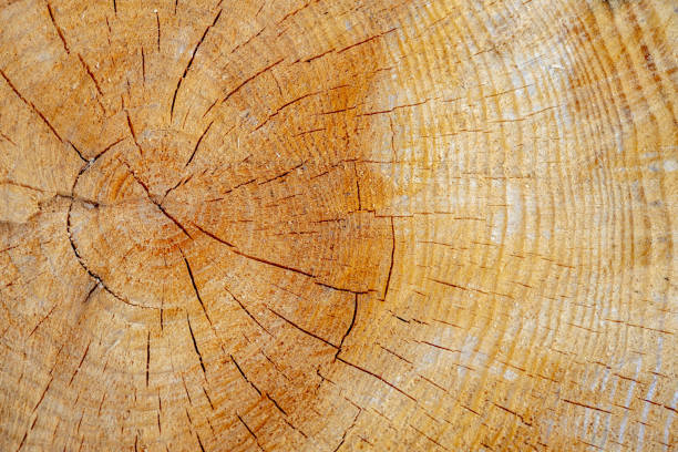 istock Tree stump wood background with rough cut wood on a tree stump close up. 1316766556
