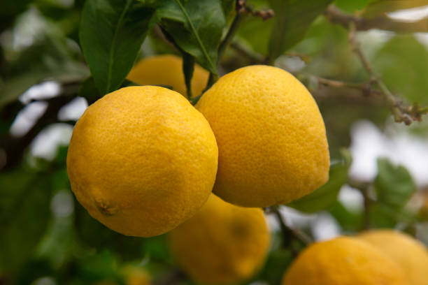 istock Candid lemon tree branch growing at the organic household. 1316766557