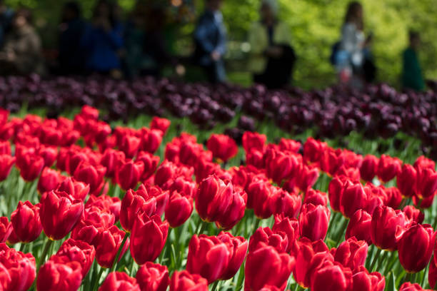 istock Tulip plantation in Netherlands. 1316767391