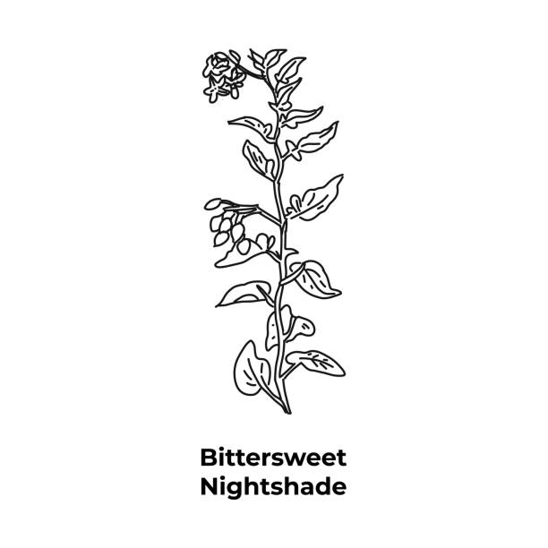 ÐÐ»Ñ ÐÐ½ÑÐµÑÐ½ÐµÑÐ° Hand drawn flowering park plant in new york, vector illustration. Weed plant growing among raspberries in the garden. Bittersweet nightshade. bittersweet berry stock illustrations