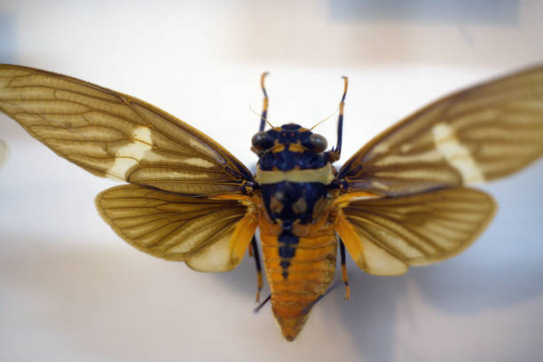 Macro picture of a single housefly (Musca autumnalis) in a side view position.
