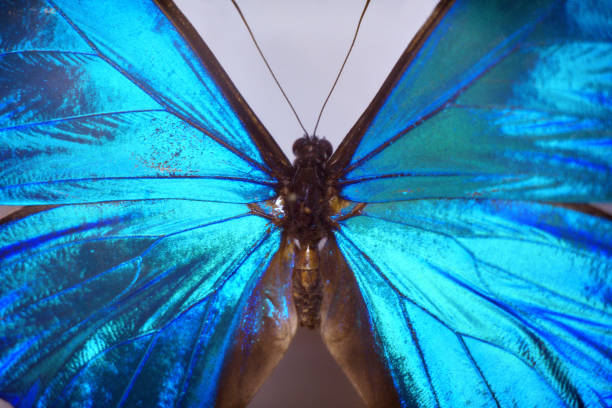 istock Collection of exotic insects. Entomology. 1316770345