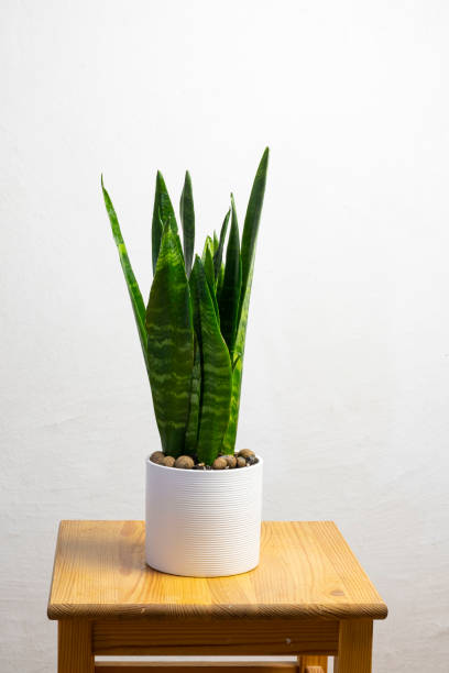 istock Modern trend plant sansevieria cylindrica 1316770458