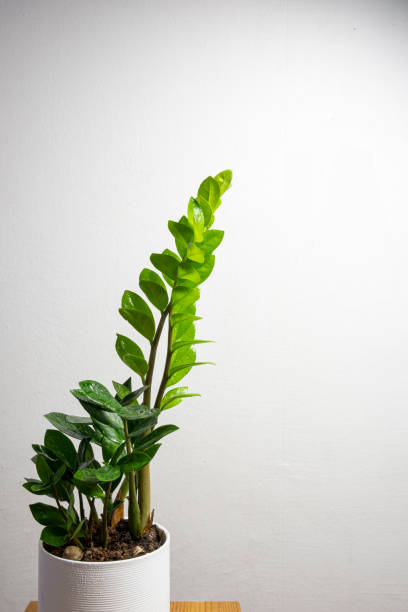 istock Modern trend plant zamioculcas 1316771267