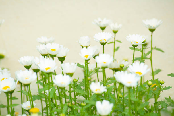 White daisy flowers in the garden