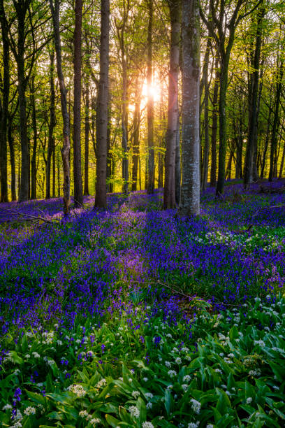Field of blue flowers hare bells in a german park called blue forest bloom in may