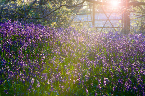 istock Sunlight illuminates bluebells which carpet woodland in Dorset 1316772696