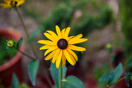 Cute yellow flower in bloom closeup