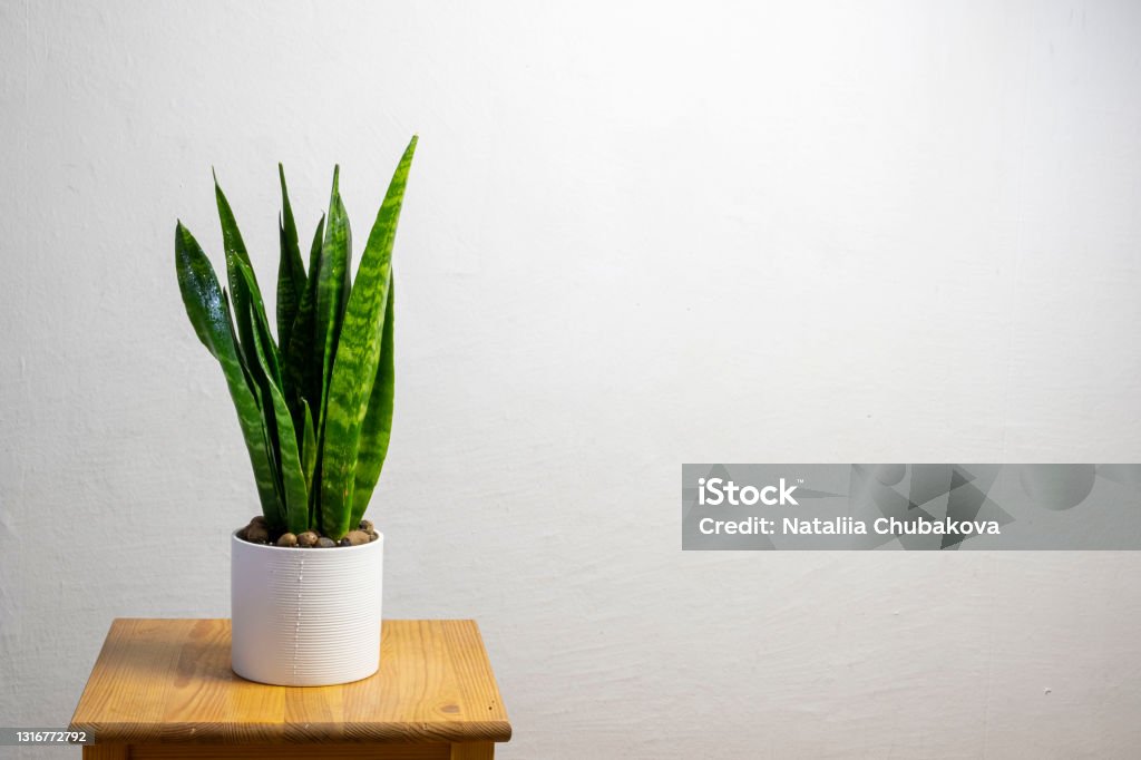 Modern trend plant sansevieria zeylanica Modern trend plant sansevieria zeylanica in a white pot with free copy space for text on grey background, minimal home design Sansevieria Stock Photo