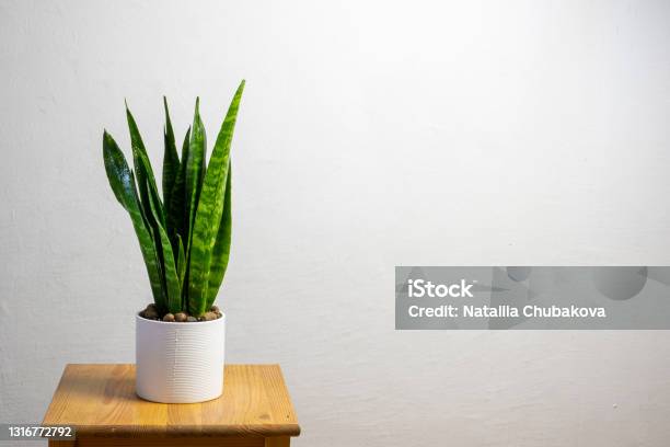 Modern Trend Plant Sansevieria Zeylanica Stock Photo - Download Image Now - Sansevieria, Sansevieria Cylindrica, Flower Pot