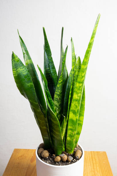 istock Modern trend plant sansevieria zeylanica 1316772797
