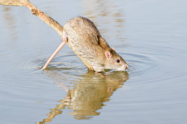 istock Brown rat descending into water 1316773813