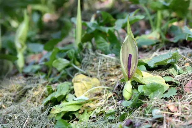 Photo of Photo horizontal Arum maculatum flowers