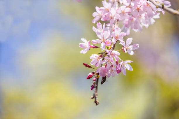 istock Cherry blossoms in full bloom with beautiful pink petals 1316777652