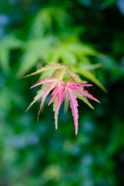 新鮮な緑の葉と背景 - nature environmental conservation red japanese maple ストックフォトと画像