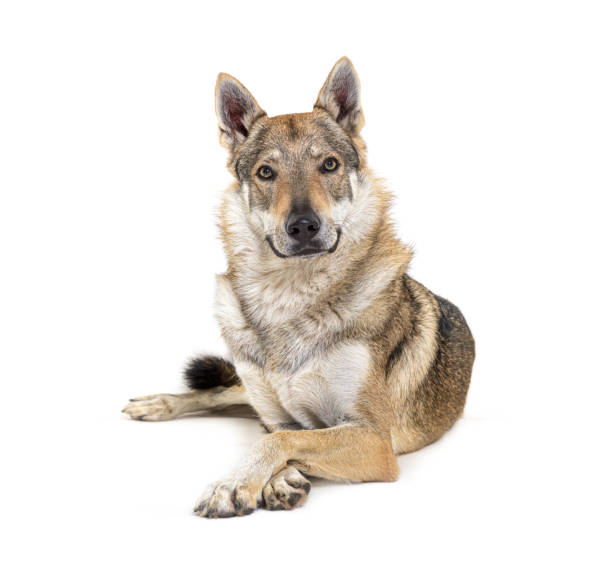 istock Czechoslovakian Wolfdog looking at the camera, lying in front 1316778174