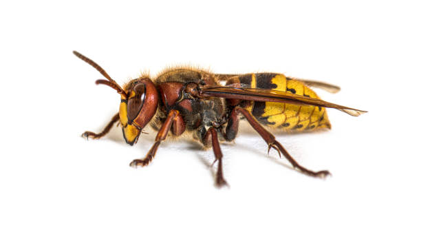 istock Side view, profile, Hornet, Vespa Crabro, isolated on white 1316778188