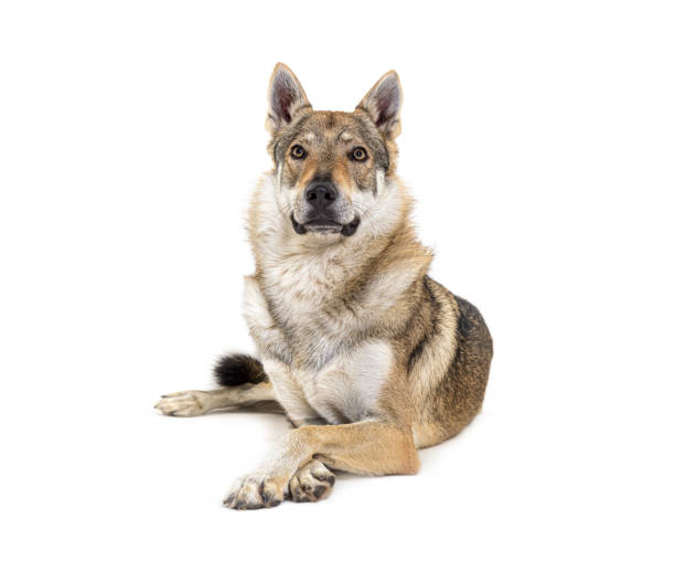 istock Czechoslovakian Wolfdog arms crossed lying in front 1316778193